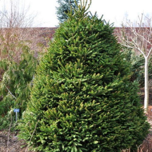 Picea abies 'Hystrix' - Harilik kuusk 'Hystrix' C5/5L